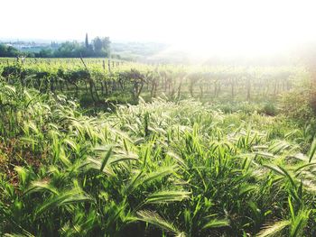 Scenic view of agricultural field against sky