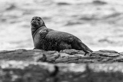 Close-up of seal on rock