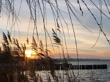 Silhouette plants by sea against sky during sunset