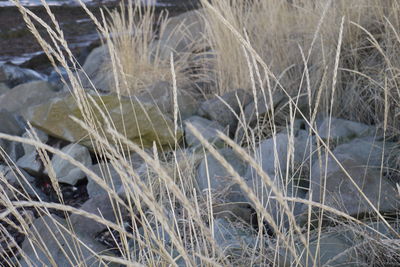 Close-up of plants during winter