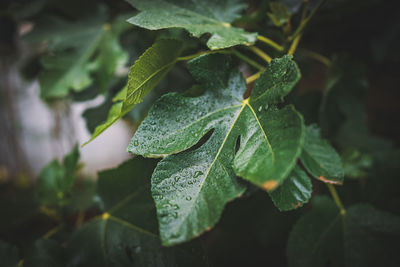 Close-up of wet leaves