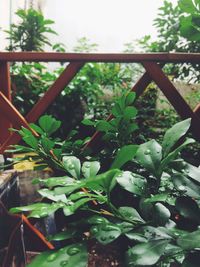 Close-up of plants growing in greenhouse