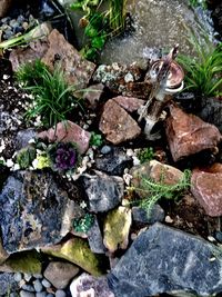 High angle view of plants
