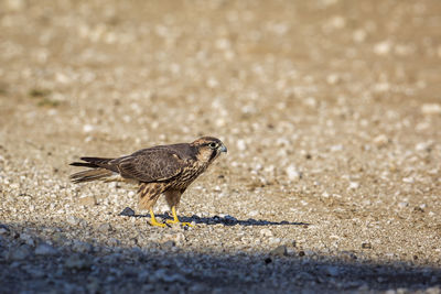 Side view of bird walking on sand