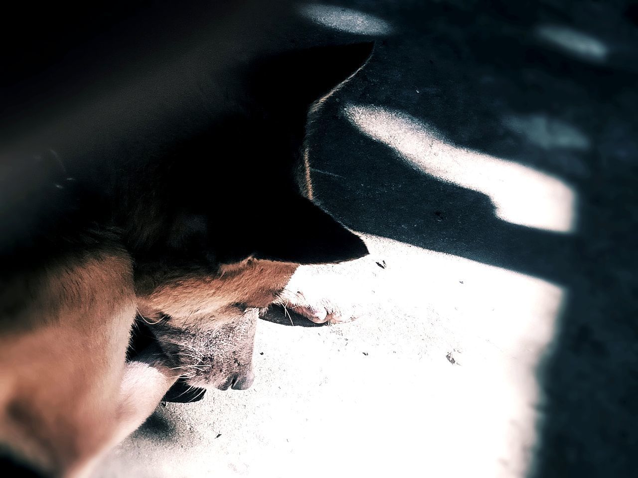 HIGH ANGLE VIEW OF A DOG WITH SHADOW