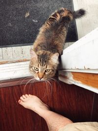 High angle portrait of cat with hand on wood