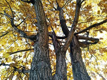 Low angle view of trees in forest during autumn