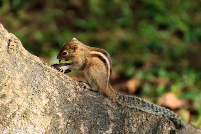 Close-up of squirrel sitting on tree