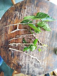 High angle view of leaves on table