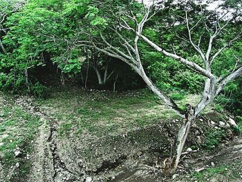 View of trees in forest