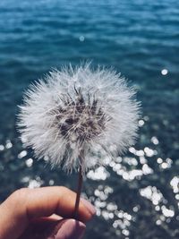 Cropped image of hand holding dandelion against sea at beach