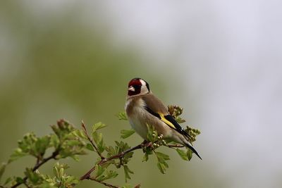 Close-up of a goldfinch  perching on a plant