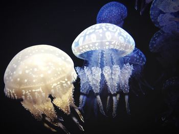 Close-up of illuminated lamp over black background