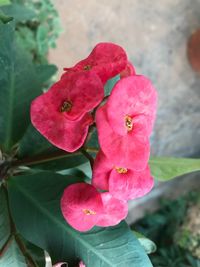 Close-up of pink flowers blooming outdoors