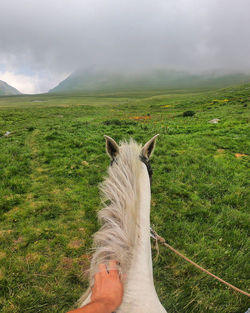 View of a horse on field