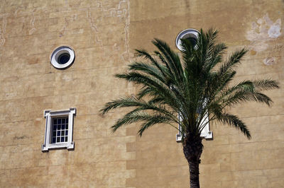 Palm tree against stone wall