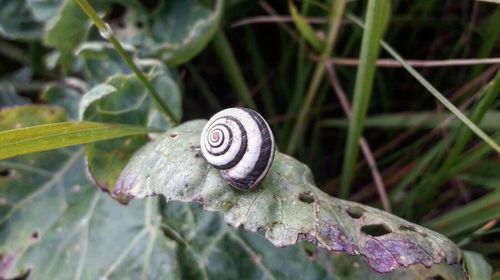 High angle view of snail on leaf