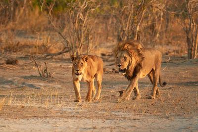 Lion and lioness walking together