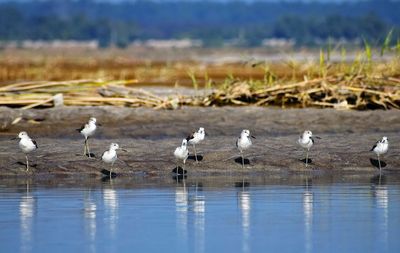 Flock of seagulls on beach