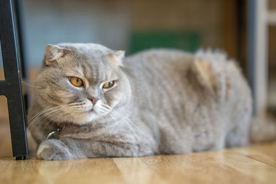 Close-up portrait of cat relaxing at home