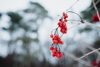 Close-up of red berries on tree