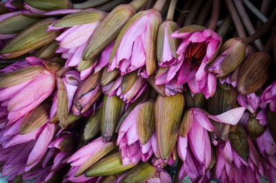 Full frame shot of pink lotus flowers