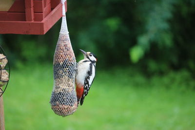 Close-up of a bird perching on a feeder