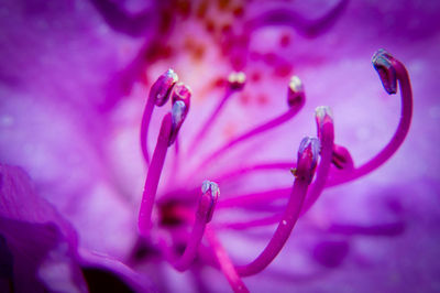 Close-up of water drops on pink flower