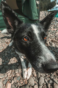 Portrait of dog standing on cobblestone