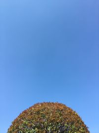 Low angle view of tree against clear blue sky