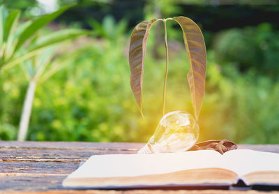 Close-up of book with seedling and light bulb on table