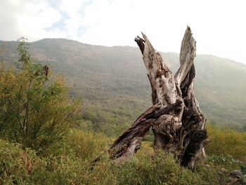 Dead tree on mountain against sky