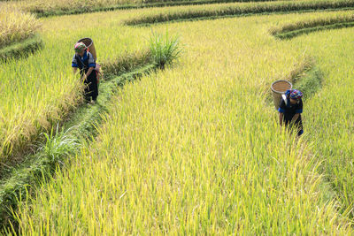 Rear view of man with arms raised in field