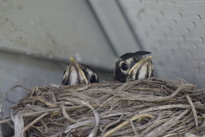 Close-up of birds in nest