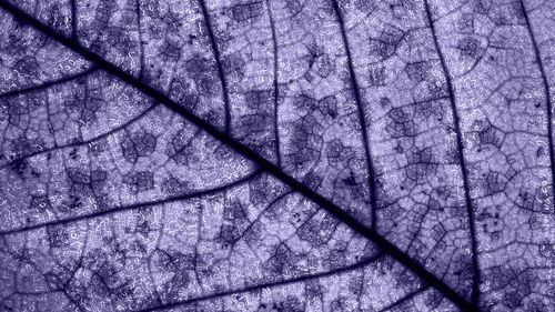 Full frame shot of bare trees in forest