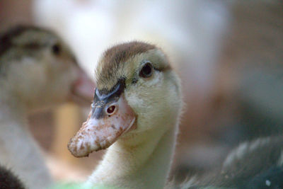 Close-up of young bird