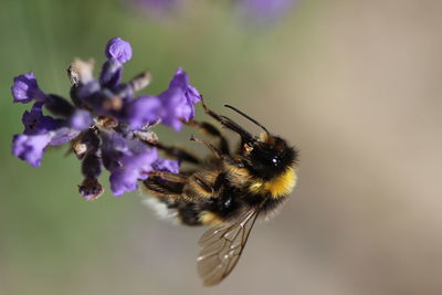 Close-up of bee on purple flower