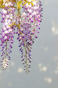 Close-up of purple flowering plant