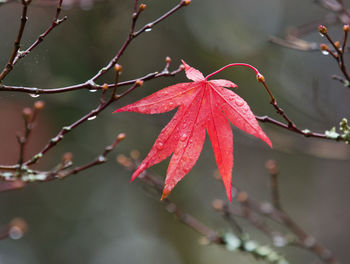 Close-up of wet red leaves on branch