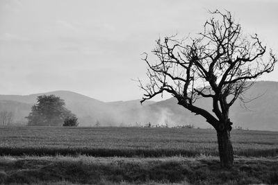 Bare tree on field against sky, black and white 