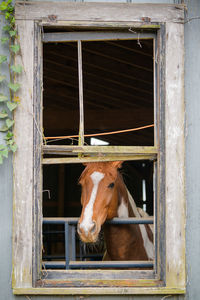 Horse in stable