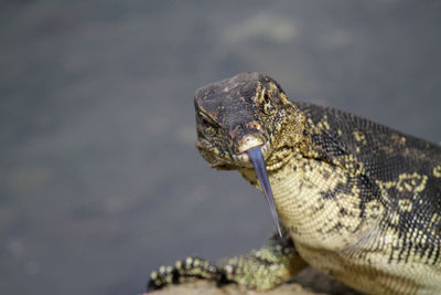 Close-up of lizard on rock