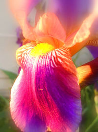 Close-up of flower blooming outdoors