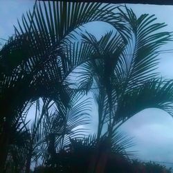 Close-up of palm tree against sky