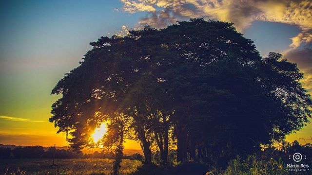 sunset, tree, sky, tranquility, tranquil scene, scenics, beauty in nature, silhouette, nature, growth, orange color, idyllic, landscape, cloud - sky, yellow, field, sunlight, no people, cloud, outdoors