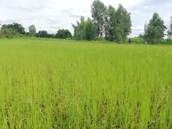 Scenic view of agricultural field against sky