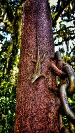 Close-up of tree trunk