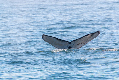 View of whale's fluke swimming in sea