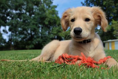 Portrait of dog sitting on grass