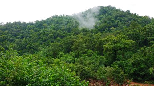 Scenic view of forest